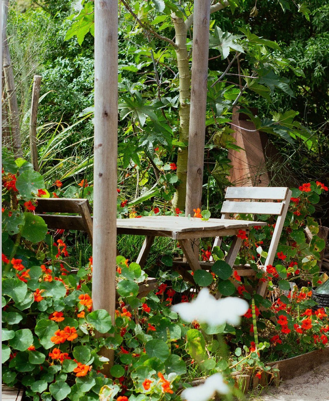 Jardín botánico de Cardamomo